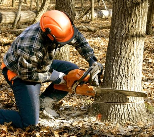 Tree Removal in Cambridge, NE